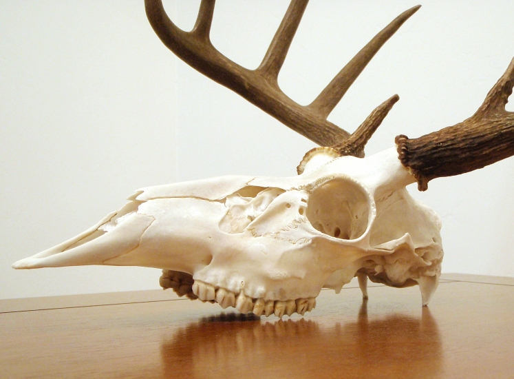 How long to boil a deer skull for european mount Do It Yourself European Mount Huntaddicts Com