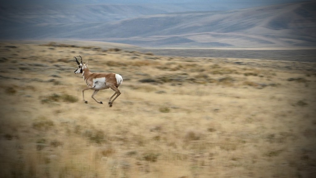 Running Pronghorn Buck